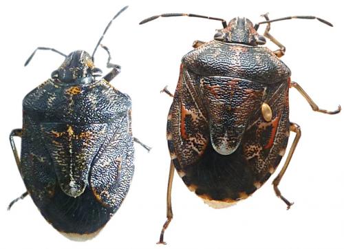 Réf. 217 279 : Holcogaster fibulata